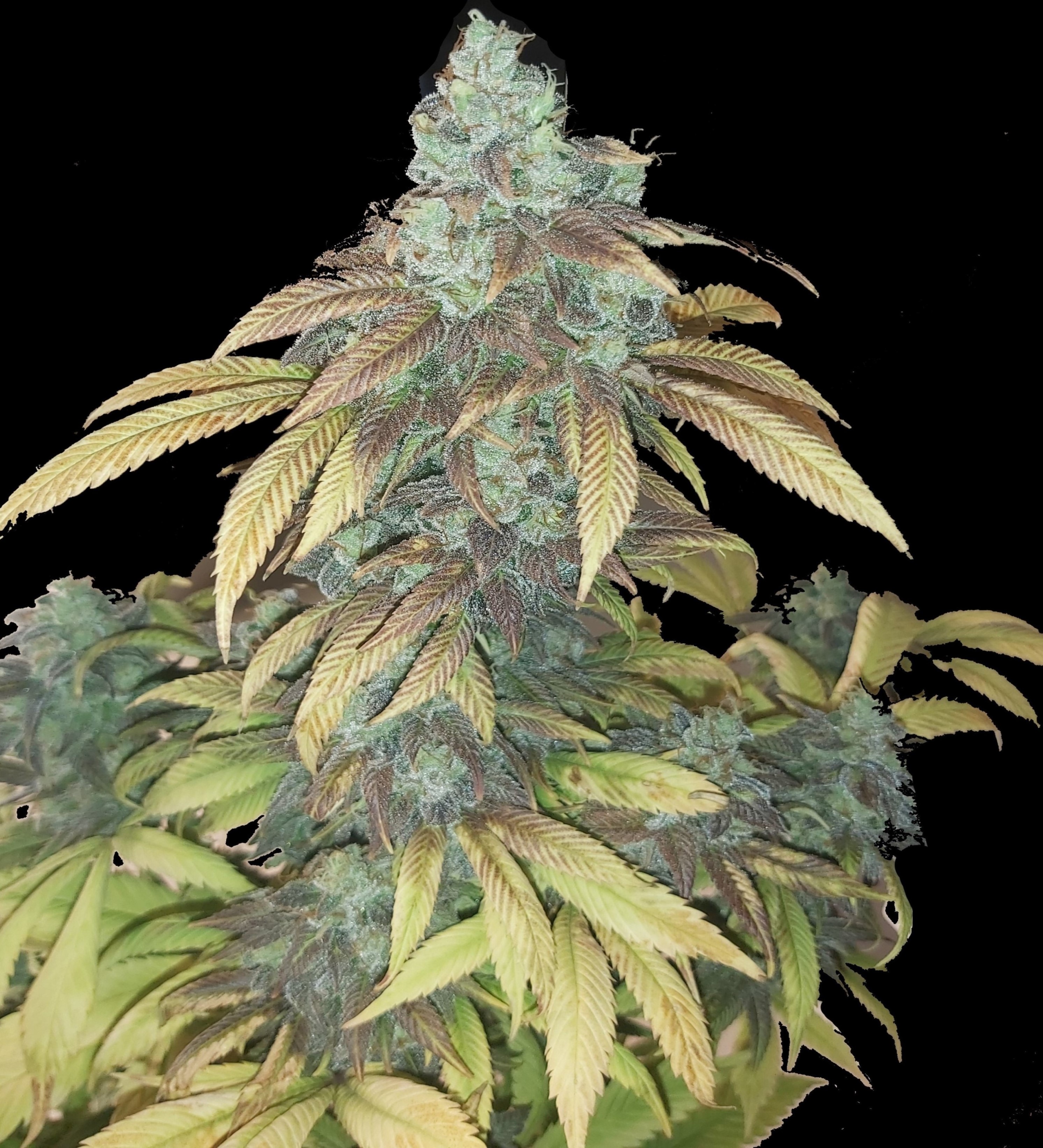 Quebec Blue cannabis plant, bred by QCS