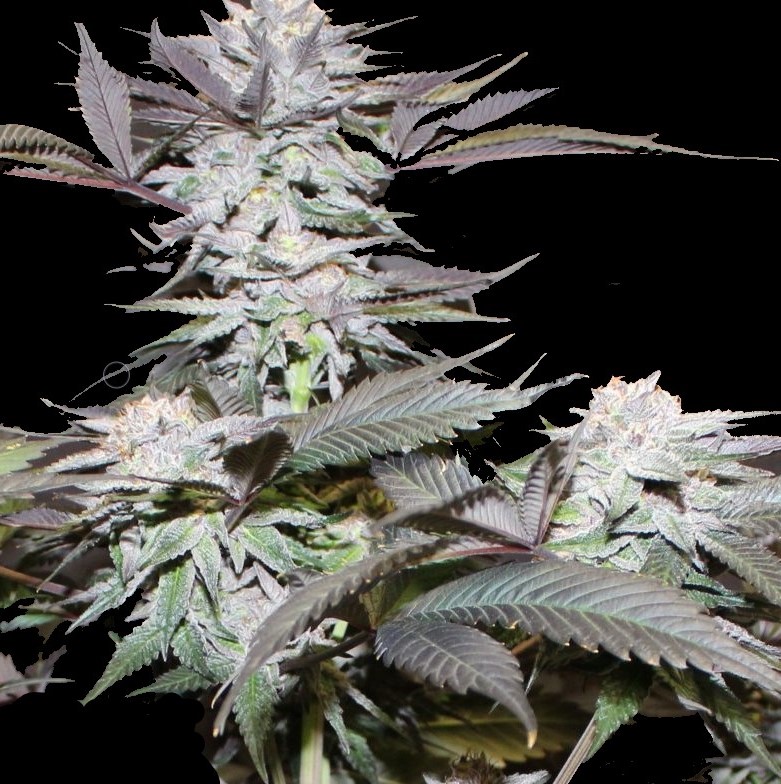 Blue God x Cluster cannabis strain - frosty bud with dark purple-tinted leaves, feminized seeds bred by Quebec Cannabis Seeds