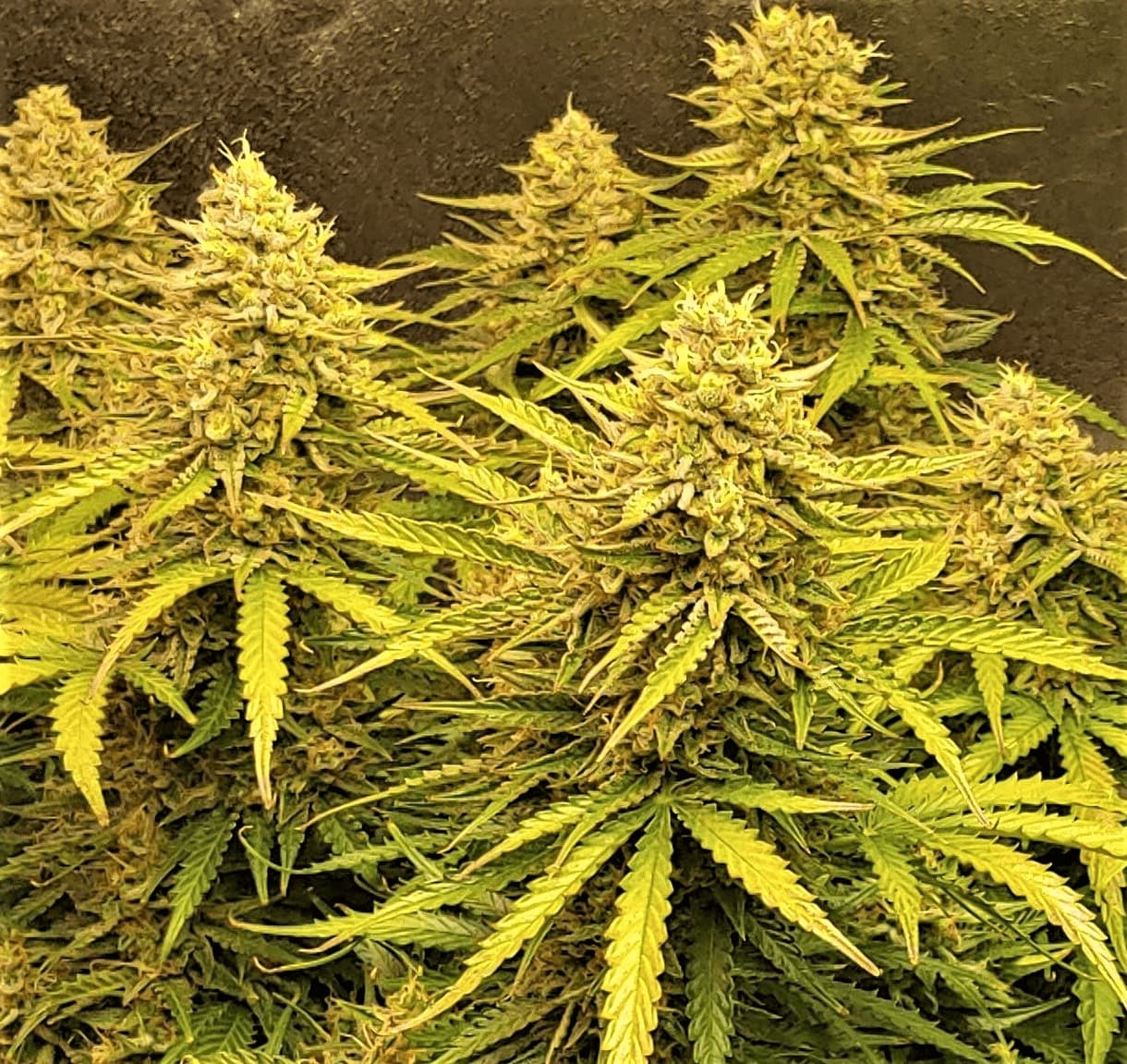 Auto Bruce Banner autoflower cannabis plant