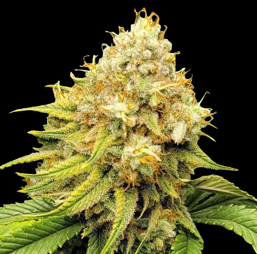 Acapulco Gold feminized cannabis plant