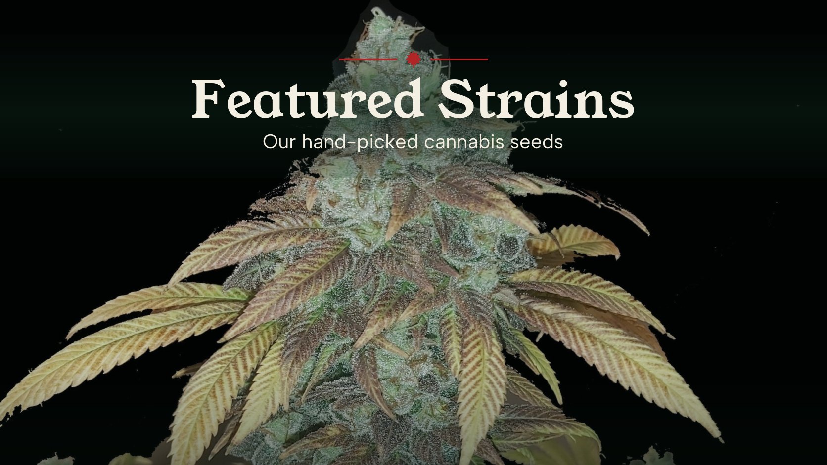 Featured cannabis strains in Canada from Quebec Cannabis Seeds