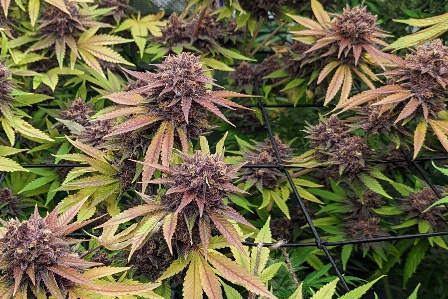 Cannabis plants in flower
