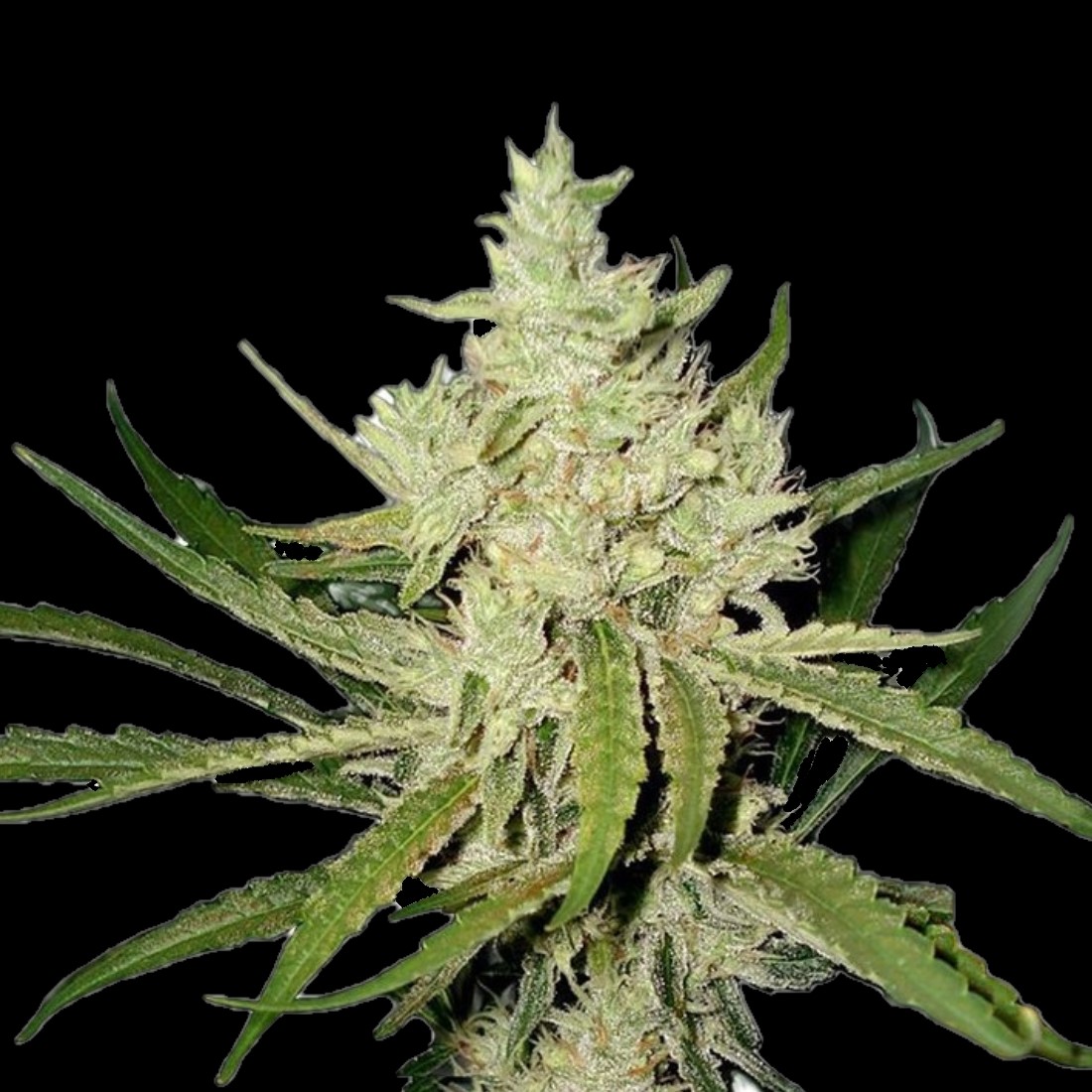 Amnesia Haze Fast Version cannabis plant