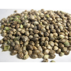 Feminized Cannabis Seeds Mix Pack	