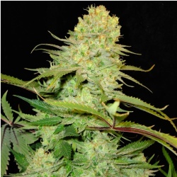 Blue Cheese Cannabis Seeds Feminized