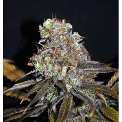CBD Critical Mass Cannabis Seeds