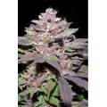 Granddaddy Purple