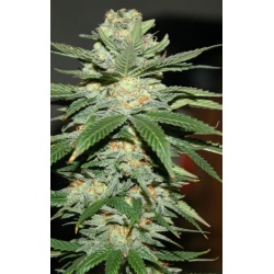 Jack Herer Cannabis Seeds Feminized 