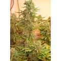 M 39  Cannabis Seeds Feminized 