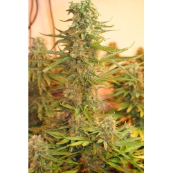 M 39  Cannabis Seeds Feminized 