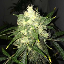 Auto OG Kush Cannabis Seeds Feminized 