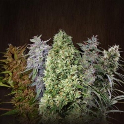 Mix Pack Feminized Cannabis Seeds