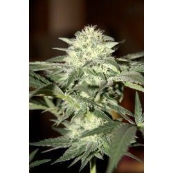 Dwarf Low Flyer Cannabis Seeds Autoflower