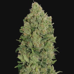 NYC Diesel Cannabis Seeds Autoflower
