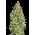 Durban Poison