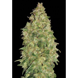 Durban Poison
