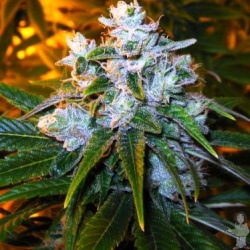 Trainwreck Cannabis Seeds Feminized 