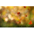 September
