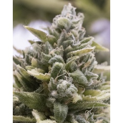 Quebec White Cannabis 