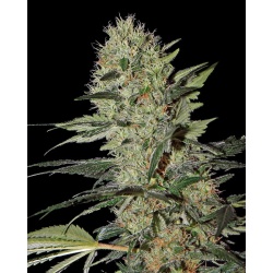 Auto Cheese Cannabis Seeds Feminized 
