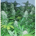 Quebec Super Skunk Seeds
