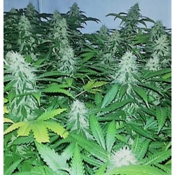 Quebec Super Skunk Seeds