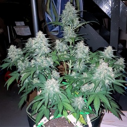 Auto Northern Lights Cannabis Seeds Feminized 
