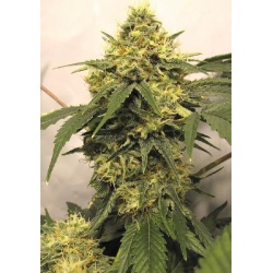 Candy Kush Cannabis Seeds