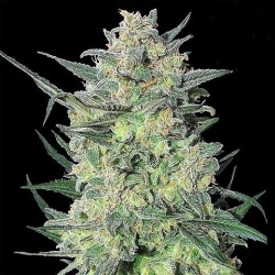 Quebec LSD Cannabis Seeds