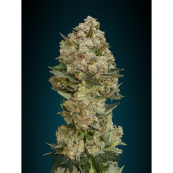 Critical Cannabis Seeds Fast Version