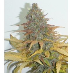 Northern Lights Seeds Fast