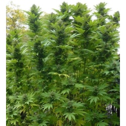 Poison Skunk Cannabis Seeds