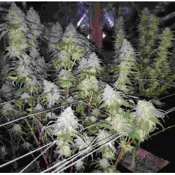 Fruity Pebble OG Cannabis 