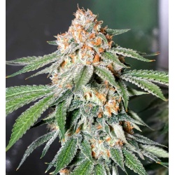 Auto Banana Kush Cannabis Seeds Feminized