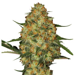 Northern Light X Skunk Cannabis 