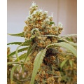 Pink Berry Cannabis Seeds 