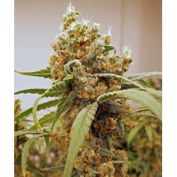 Pink Berry Cannabis Seeds 