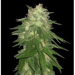 Hash bud Feminised Seeds