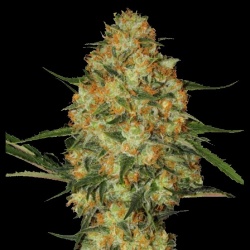 Northern Lights X Skunk Cannabis Seeds Feminized