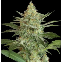 QCS OG Kush Cannabis Seeds