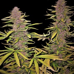 Grape Skunk Cannabis Seeds Feminized