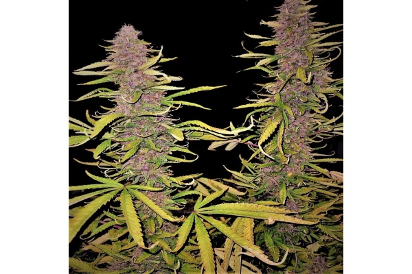 Grape Skunk Strain Review: THC, Effects, Flowering Time & Yield