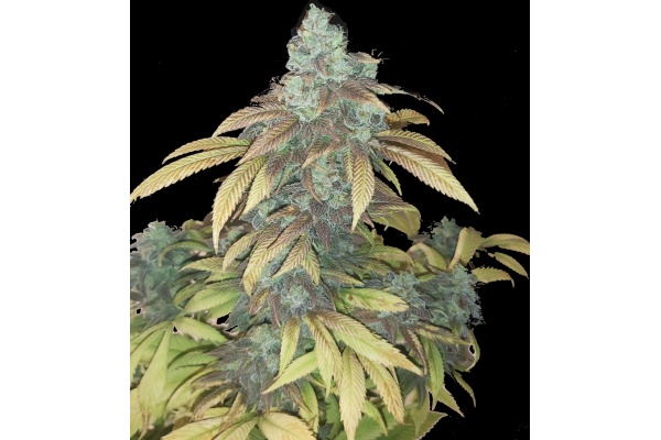 Quebec Blue Strain Review: THC, Effects, Flowering Time & Yield