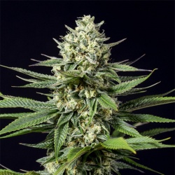 CBD OG Kush Cannabis