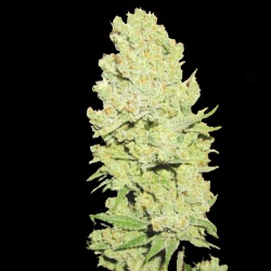Channel + Cannabis Seeds Feminized