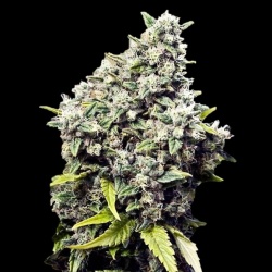 Grapefruit Cannabis Seeds 