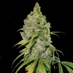 QCS Bubble og cannabis seeds