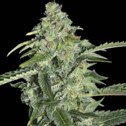 cbd KUSH Cannabis seeds