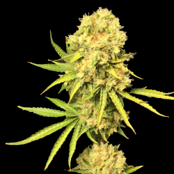 Gold Sativa Cannabis Seeds