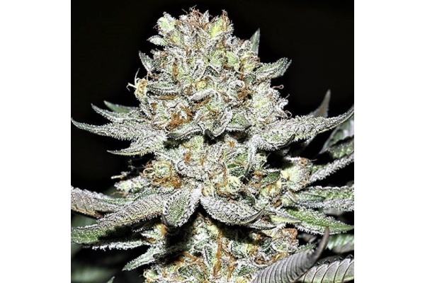 Hash Plant Strain Review: THC, Effects, Flowering Time & Yield